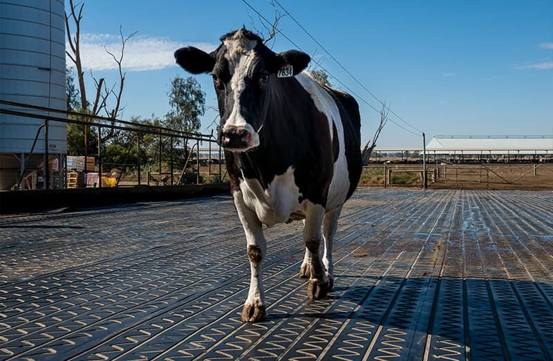 Eine Kuh läuft im Außenbereich eines Hofs über ausgelegte Dairy Grip Matten