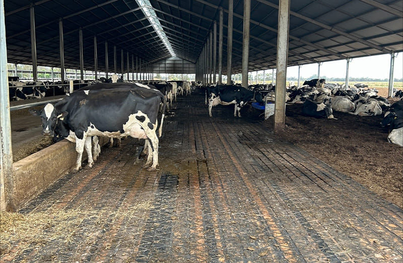 Kühe in einem Stall, die auf Dairy Grip Matten stehen